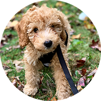 goldendoodle puppy outside on grass